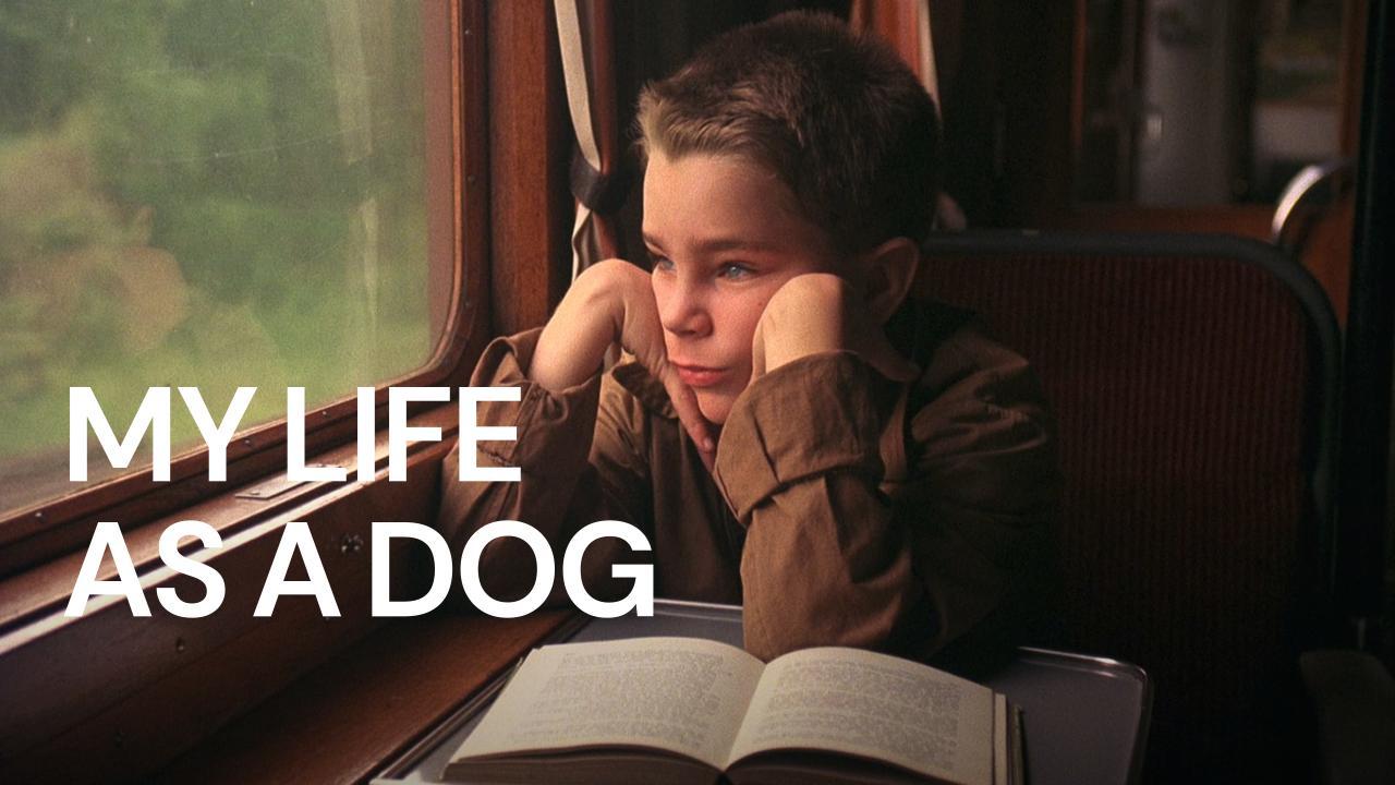 فيلم My Life as a Dog 1985 مترجم