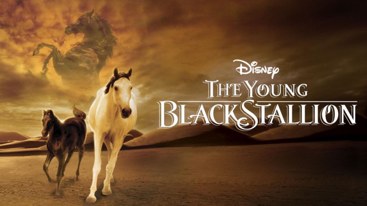 فيلم The Young Black Stallion 2003 مترجم